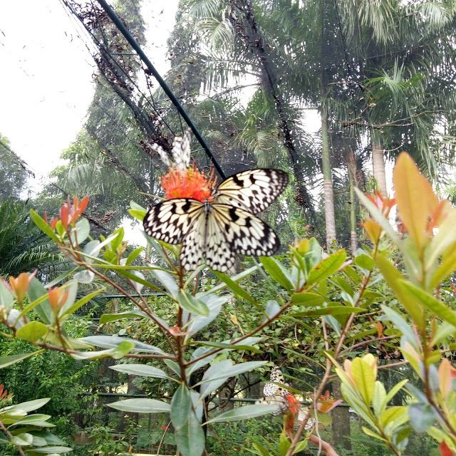 Davao Butterfly Garden